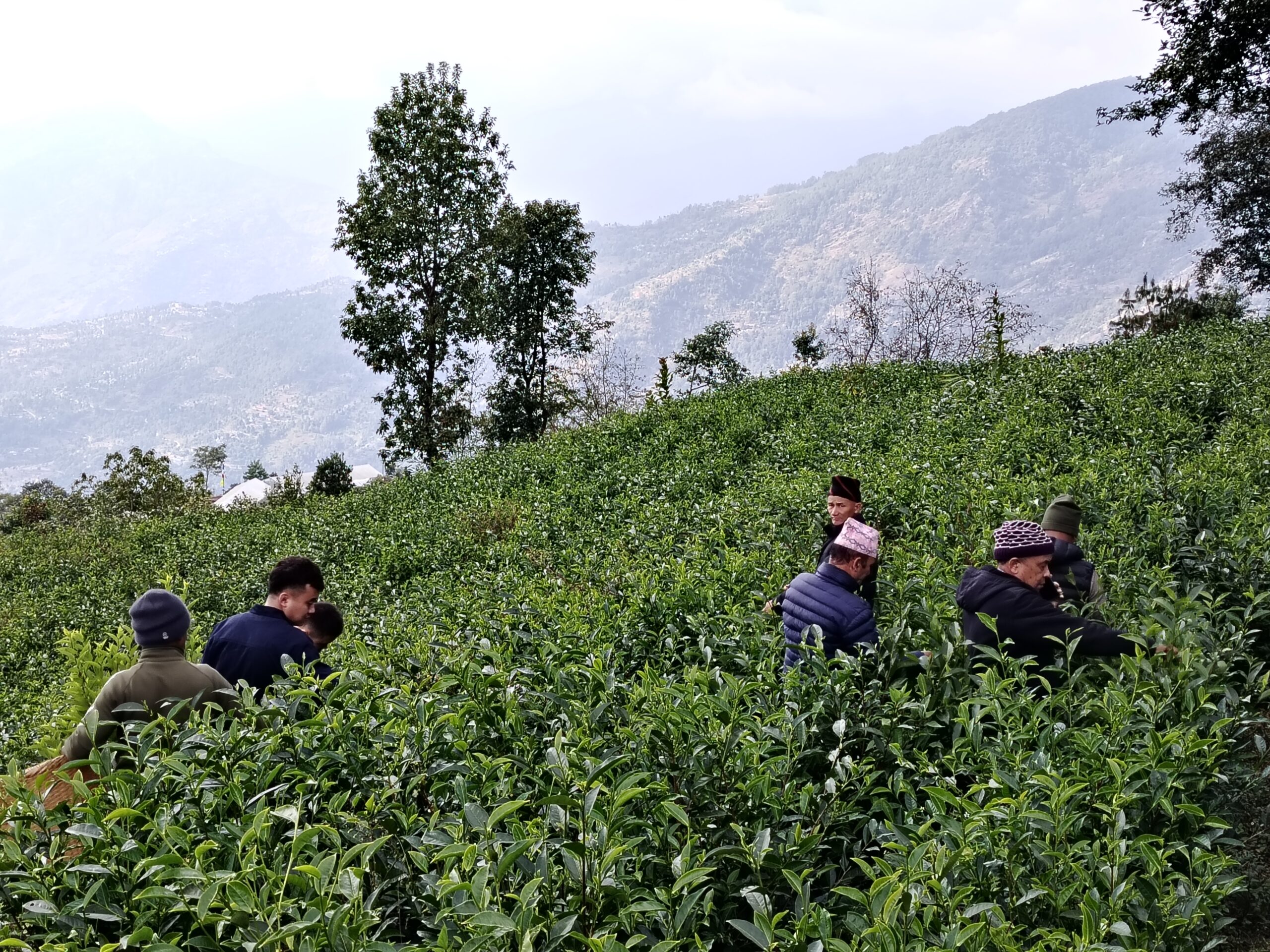 Economic Upliftment of Smallholders through tea Value Chain Enhancement